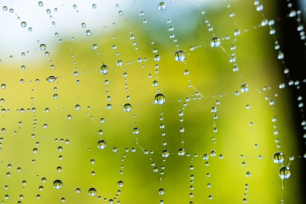 Close-up de padrão de chuva natural teia de aranha ou teia de aranha
