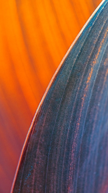 Foto grátis close up de papel de parede para celular de folhas de flor de charuto