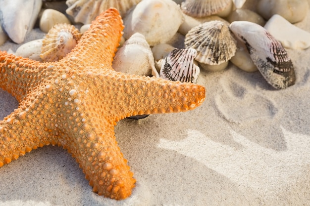 Close-up de pedras, estrelas do mar e vários escudos do mar na areia