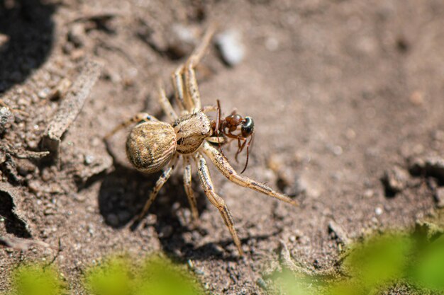 Close-up de pequena aranha no jardim
