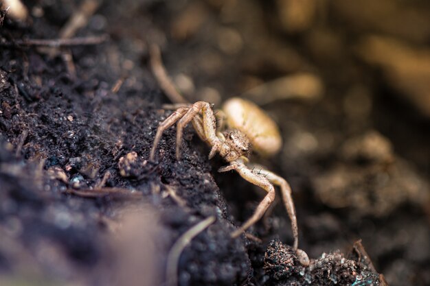 Close-up de pequena aranha no jardim