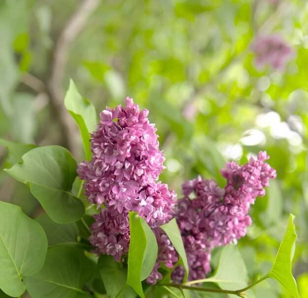 Close up de pequenas flores.