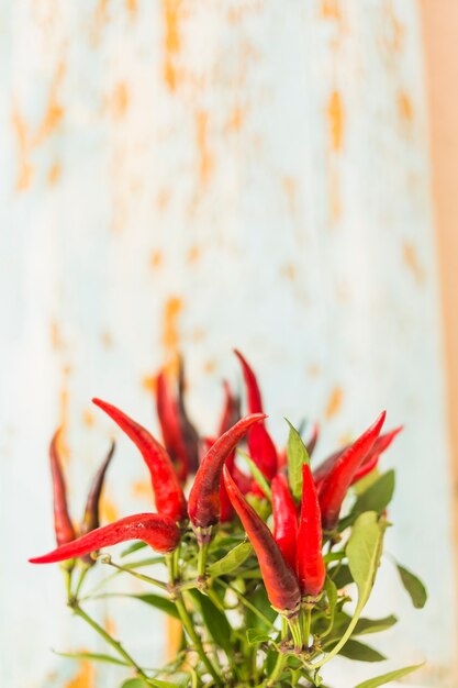 Close-up, de, pimentão vermelho, planta, contra, textured, fundo