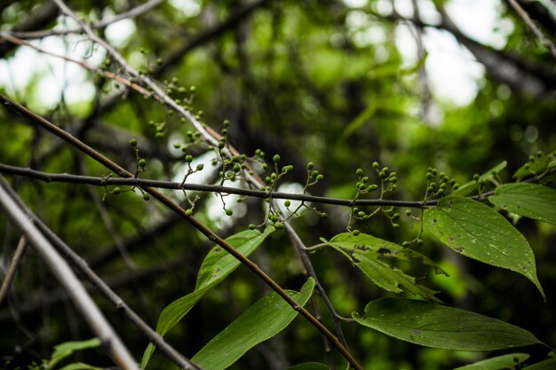 Close up de planta com bagas verdes