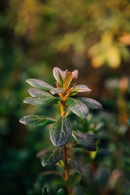 Close-up, de, planta verde, com, minúsculo, folhas, contra, turvado, fundo