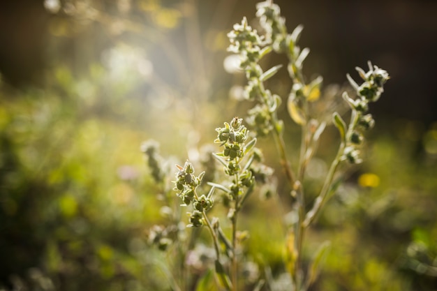 Close-up, de, planta