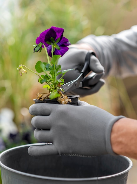 Close up de plantas cultivadas por homem