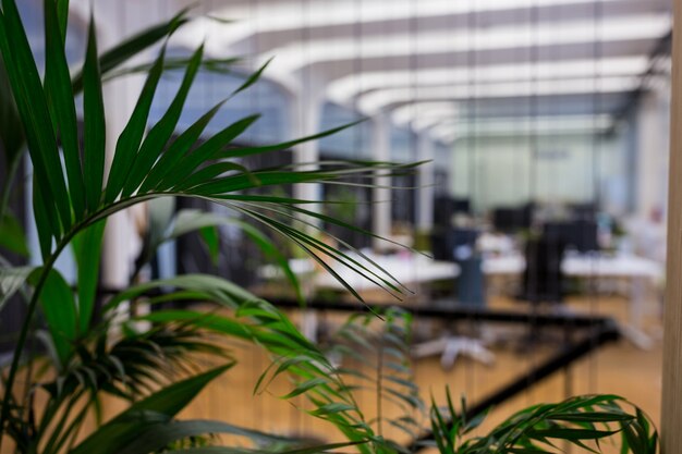 Close-up de plantas em vaso