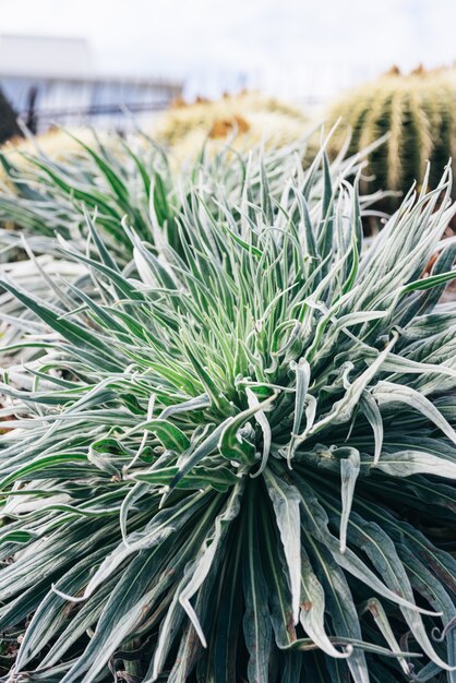 Close up de plantas verdes suculentas