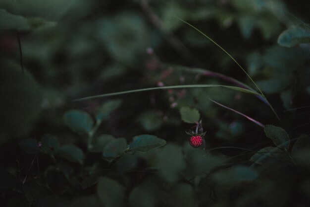 Close-up de plantas