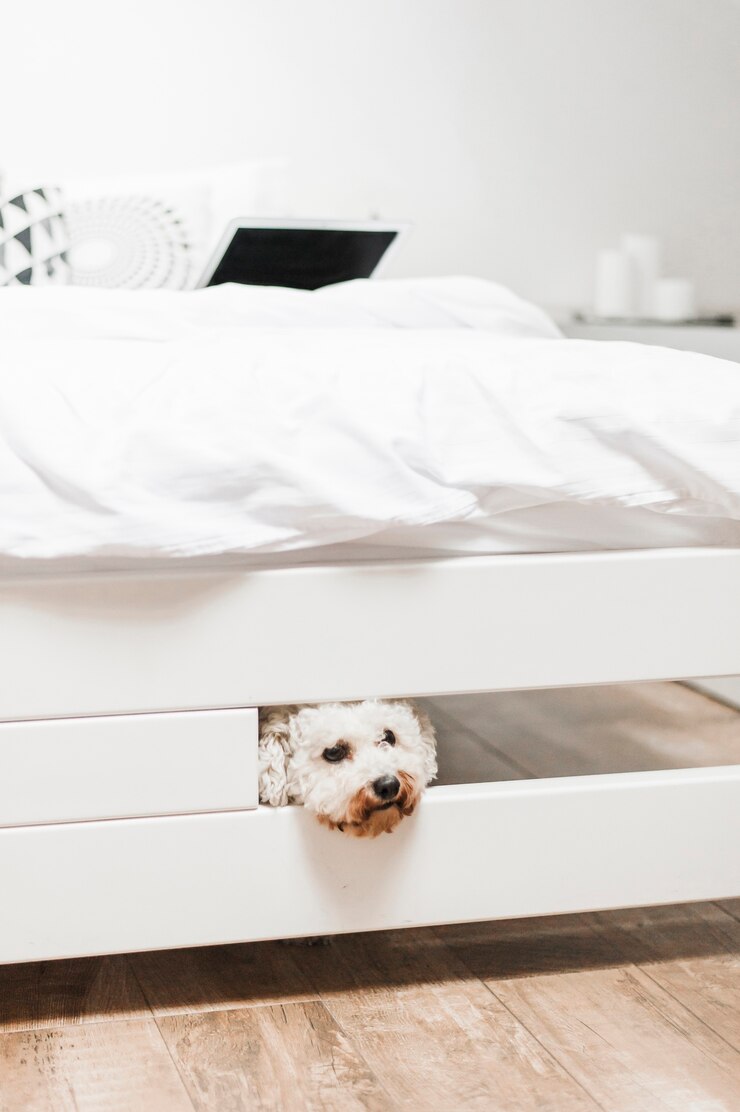 Foto grátis close-up de poodle toy branco a espreitar debaixo da cama