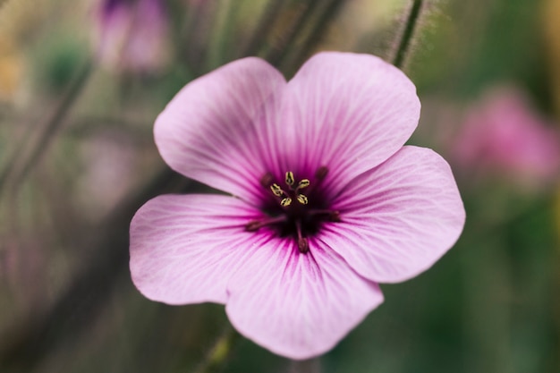 Close-up, de, rosa, geranium, maderense