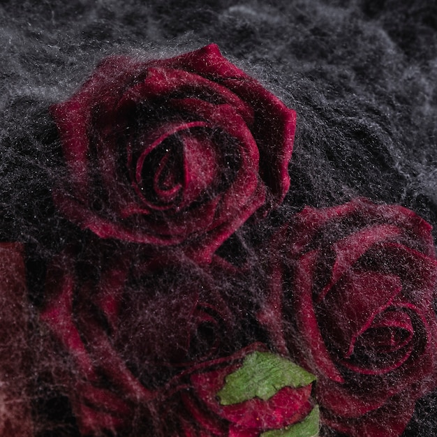 Close-up de rosas com teia de aranha