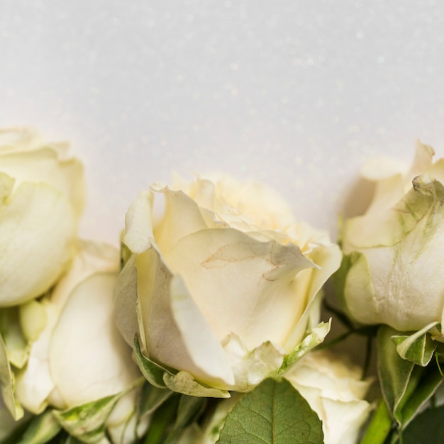 Close-up, de, rosas, contra, fundo branco