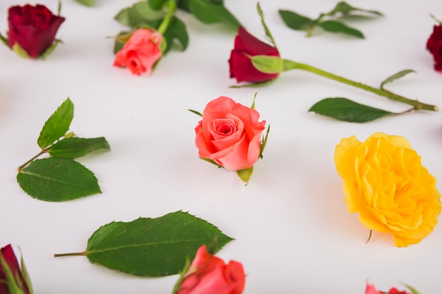 Close-up de rosas e folhas