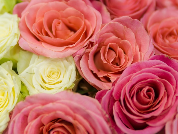 Close-up de rosas naturais coloridas