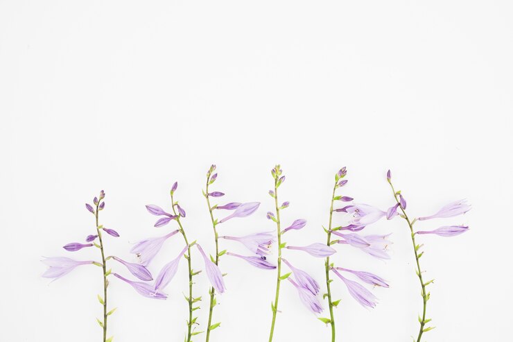 Foto grátis close-up, de, roxo, flores, branco, fundo