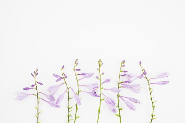 Close-up, de, roxo, flores, branco, fundo