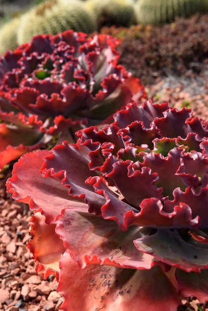 Close up de succulents vermelhos (Echeveria Dick Wright)