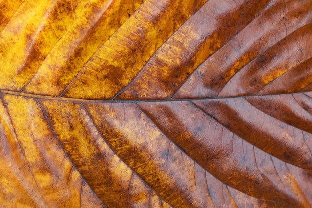 Close up de textura amarelada folha de árvore
