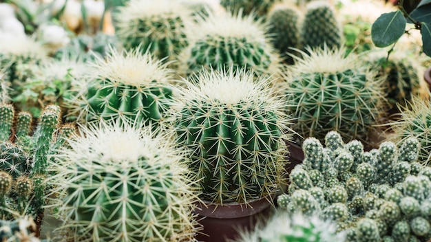 Close-up, de, um, afiado, espinhoso, cacto, plantas