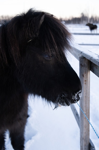 Close-up de um animal de fazenda dando um passeio na paisagem nevada do norte da suécia