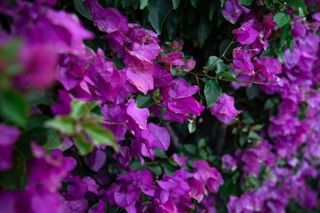 Close-up de um arbusto variegado com folhas lilás. Plantas exóticas do Egito.