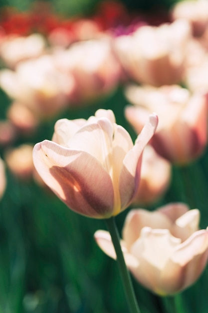 Close-up, de, um, bonito, brilhante, tulipa, flor