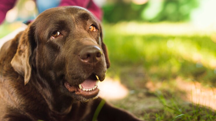 Foto grátis close-up, de, um, cão, com, boca aberta