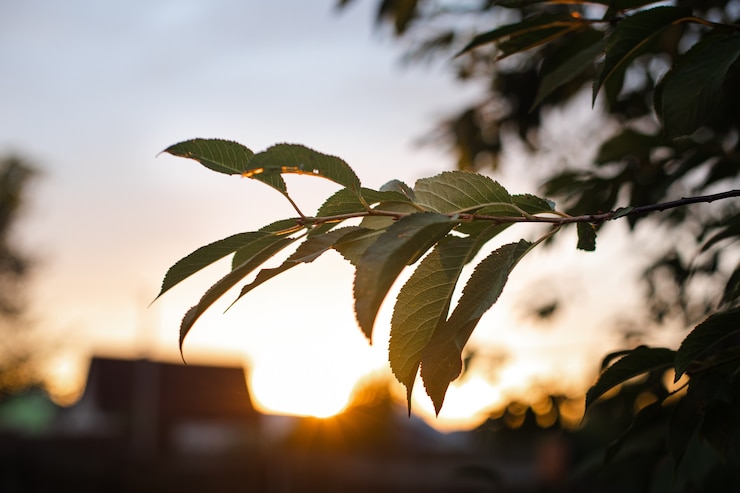 Foto grátis close-up de um galho de árvore com folhas verdes na luz do sol da noite, céu azul ao pôr do sol.