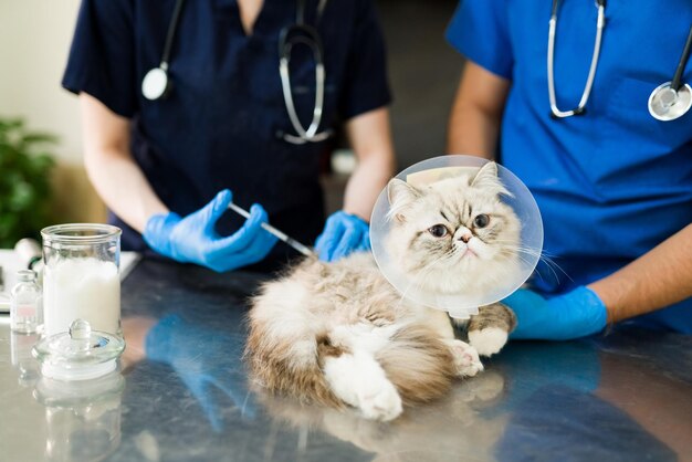 Close-up de um gato persa doente deitado na mesa de exame enquanto um veterinário de mulher e homem coloca uma vacina ou medicamento com uma seringa na clínica veterinária