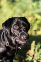 Foto grátis close-up, de, um, labrador preto