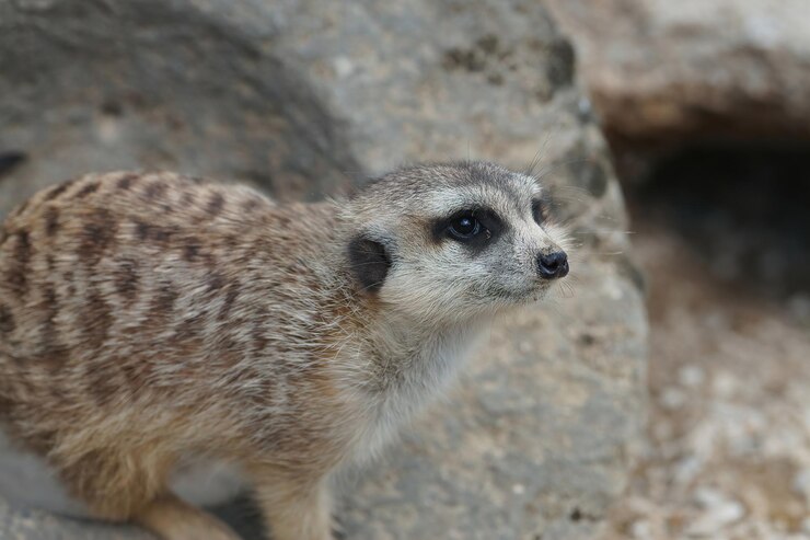 Foto grátis close up de um mangusto cinza, o suricata ou (suricata suricatta) no parc paradisio, bélgica
