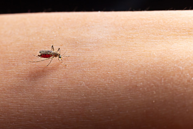 Close-up de um mosquito chupando sangue.
