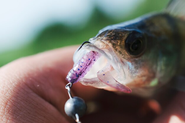 Close-up, de, um, peixe, pegado, usando, artificial, atração