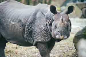 Foto grátis close-up de um rinoceronte olhando para a câmera mostrando sua pele de armadura
