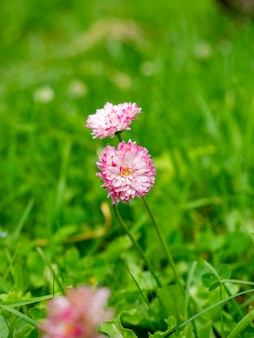 Close-up de um trevo rosa florescendo entre a grama verde. flor selvagem do campo.