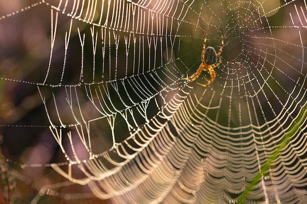 Close-up de uma aranha de jardim europeia (aranha cruzada, araneus dia