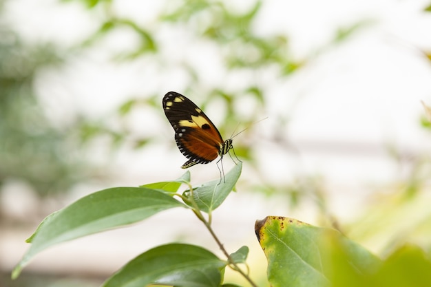 Close-up de uma borboleta-monarca em uma folha verde com um fundo bokeh