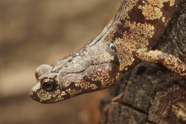 Close-up de uma colorida Aneides ferreus, salamandra nublada han