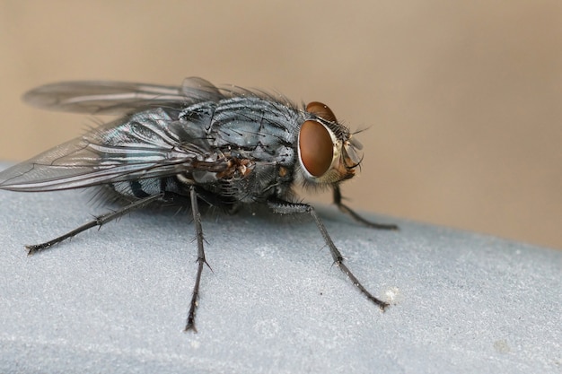 Close-up de uma das mosca-bluebottle mais comum