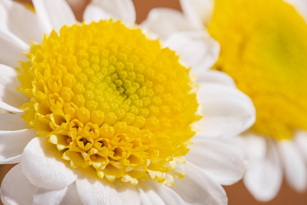 Close up de uma flor de margarida branca com útero amarelo Foto Premium
