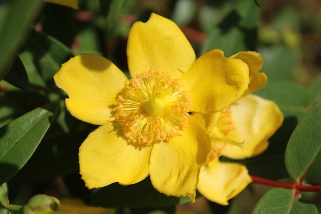 Close up de uma flor hypericum com um fundo desfocado