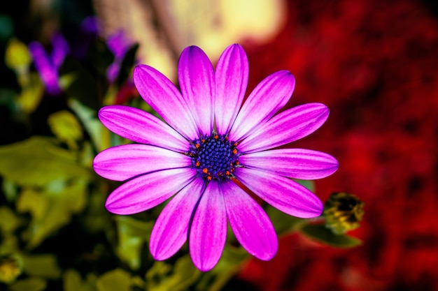 Close up de uma flor roxa