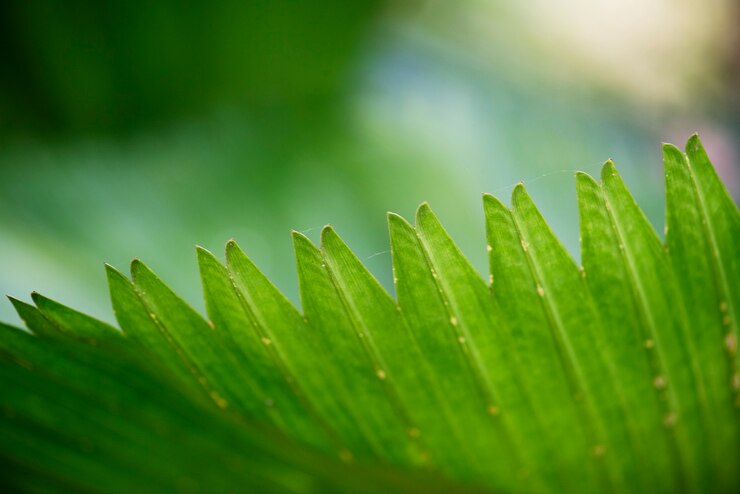 Foto grátis close-up de uma folha verde