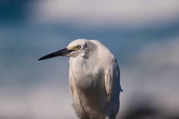 Close-up de uma garça-branca com um fundo azul desfocado