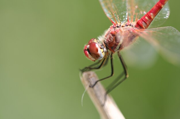 Close-up de uma libélula em um galho