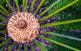 Foto grátis close up de uma planta espinhosa