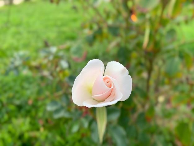 Close up de uma rosa de jardim com pétalas de rosa claro