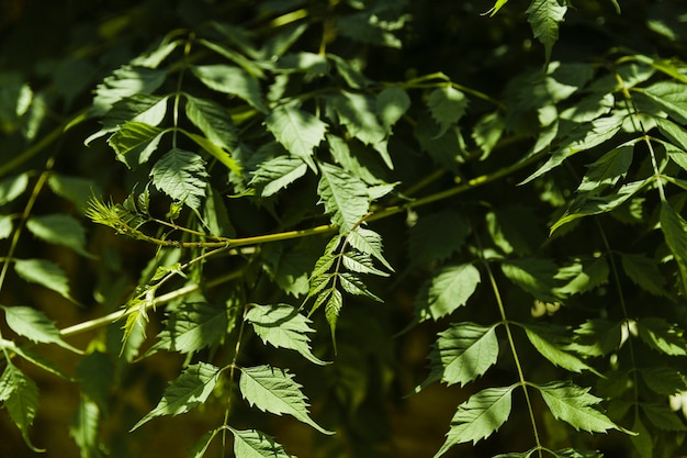 Close-up, de, verde, ramos